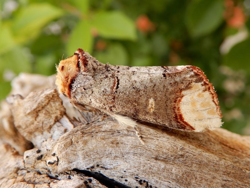 Phalera bucephala - Notodontidae